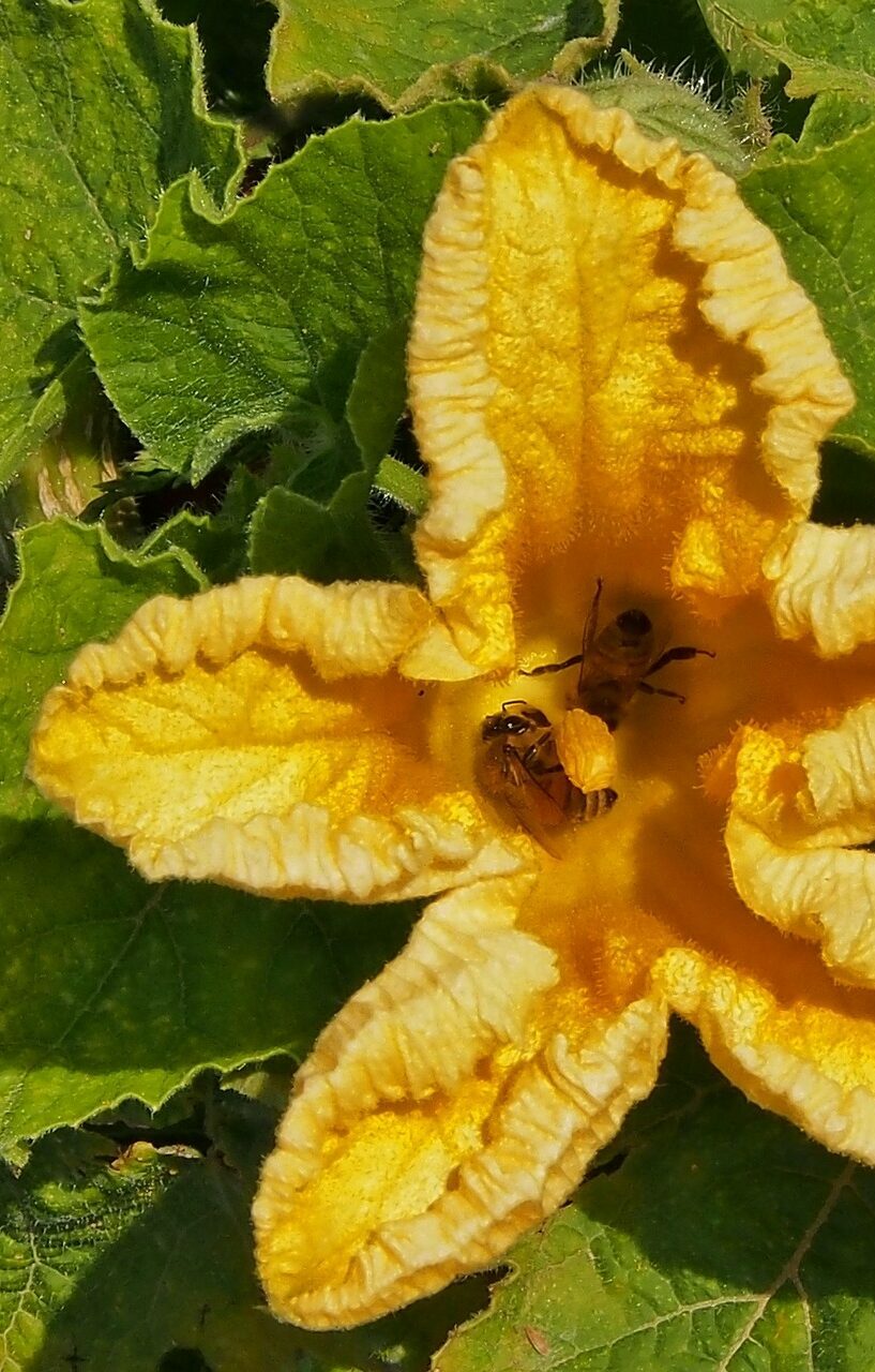 yellow flower, pumpkin blossom, insects, bee, pumpkin